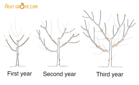 A Simple Guide to Pruning Peach Trees for Maximum Harvest - The Fruit Grove