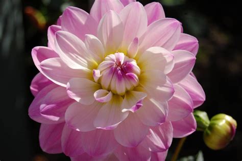 Figurine Kitsap Dahlia Society