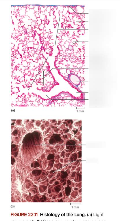 Lung Histology Diagram Quizlet