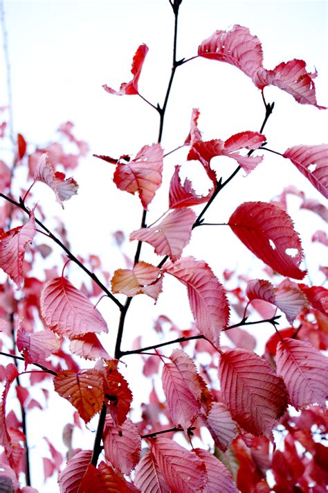 Free photo: Autumn colors - Autumn, Beautiful, Branches - Free Download - Jooinn