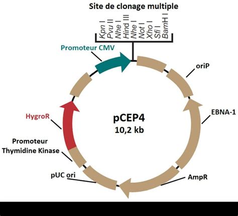 Plasmide Pcep Le Plasmide Pcep Est Un Vecteur D Expression
