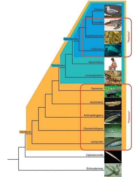 Arbre évolutif Des Mammifères