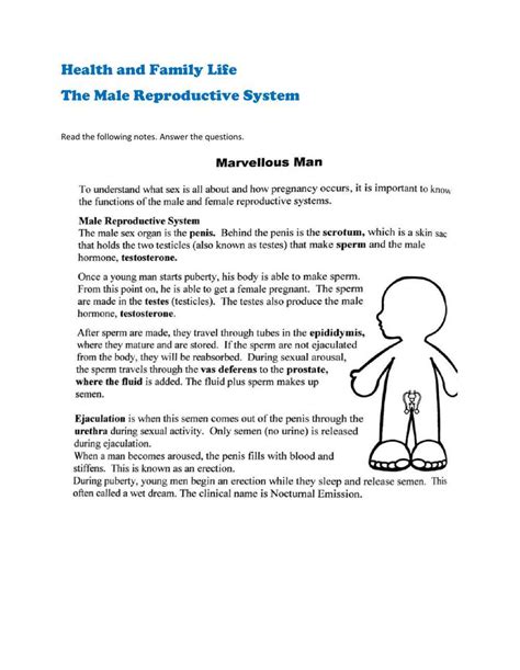 The Male Reproductive System Activity Live Worksheets