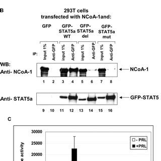 P And Ncoa Cooperatively Enhance The Prl Induced Transactivation