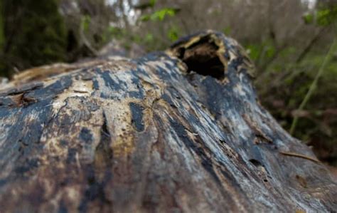 Spalted Wood: What It Is, Uses, Types of Spalting Fungi