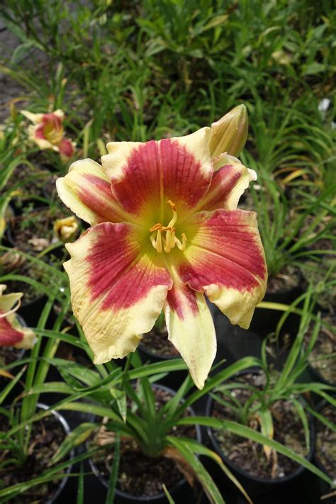 Daylily Hemerocallis Tropical Passion In The Daylilies Database