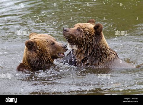 Brown Bear Ursus Arctos Pair Fighting In Water Netherlands Stock