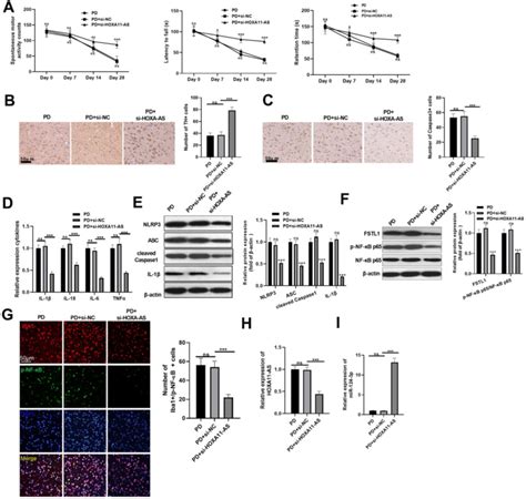 Knocking Down Hoxa As Mitigated Pd Progression And Inflammation In