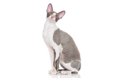 Cornish Rex Caractère Santé Prix Comportement