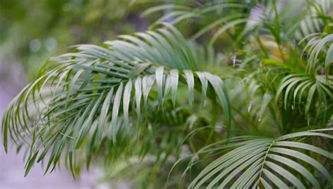 How To Grow And Care For Areca Palm New York Garden