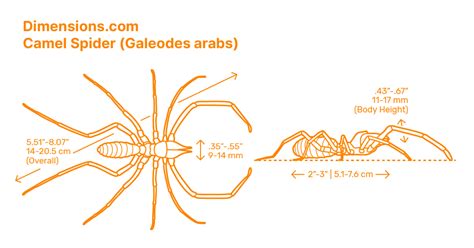 Black House Spider Badumna Insignis Dimensions And Drawings