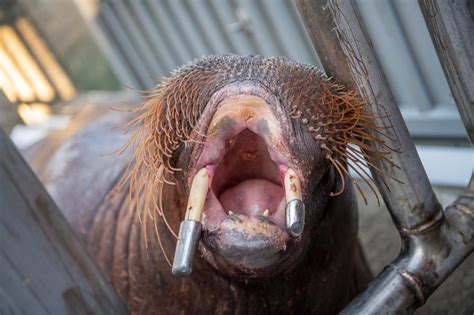 Tusk Walrus