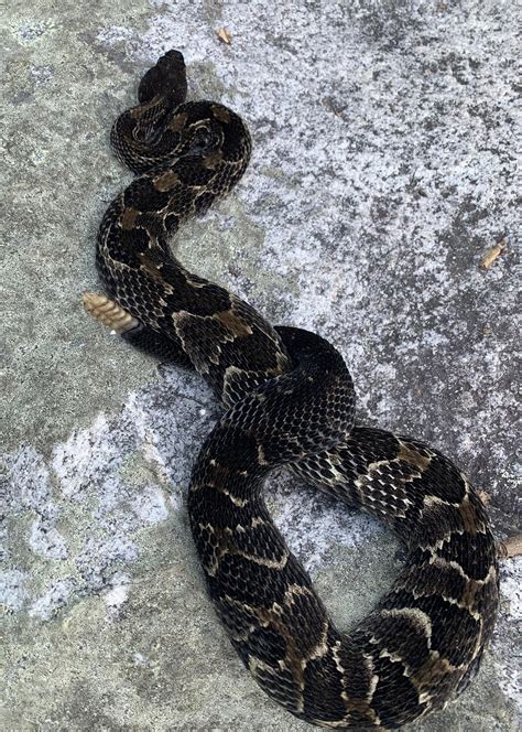 Woodland Wildlife Spotlight Timber Rattlesnake University Of