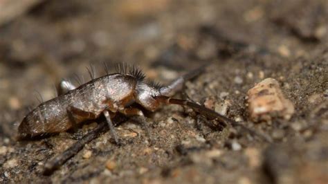 How to Get Rid of Springtails in the Soil