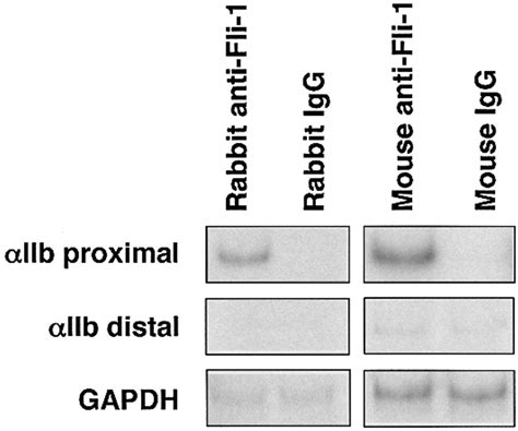 Control Of Megakaryocytespecific Gene Expression By Gata And Fog