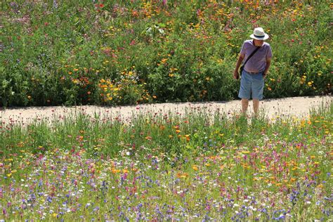 Pictures Show Spectacular Superbloom In The Sunshine After A Stunted