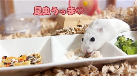 【ハムスター】昆虫とコーンしか持ち帰らないジャンガリアンハムスター【4k】djungarian Hamster That Brings