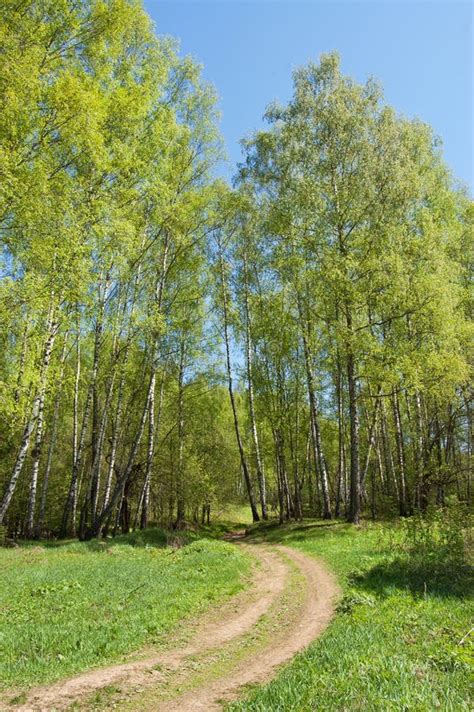 Wood Road Stock Image Image Of Sunny Outdoor Sunlight 21537409