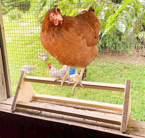 Backyard Barnyard Chicken Perch Strong Wooden Roosting Bar Etsy