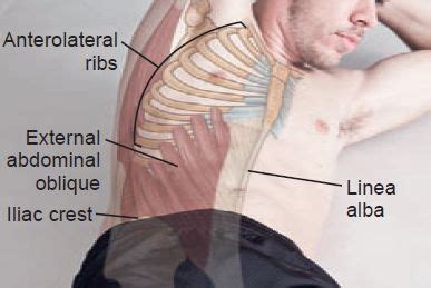 Pin By Luke Hawker On Drawing Ref Medical Anatomy Muscle Anatomy