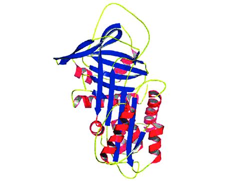 Structure of an α1 antitrypsin protein molecule Download Scientific