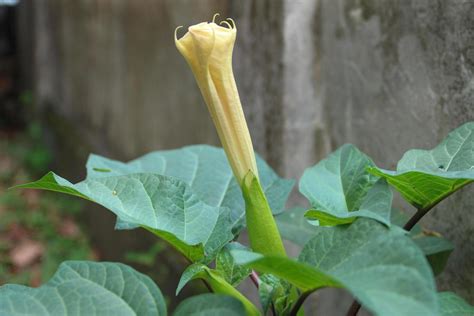 Datura Wrightii Commonly Known As Sacred Datura Is A Poisonous