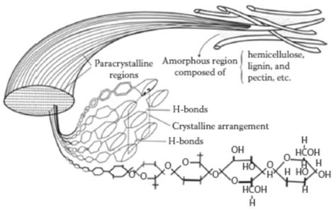 Structures Of A Hemicellulose B Cellulose C Lignin