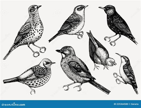 Vector Collection Of Hand Drawn Birds Illustrations In Engraved Style