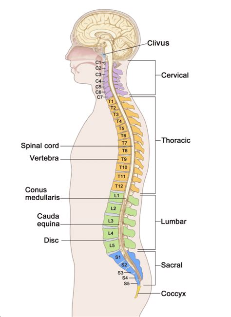 Verita Neuro Complications Of Spinal Cord Injury Long Term With Sci