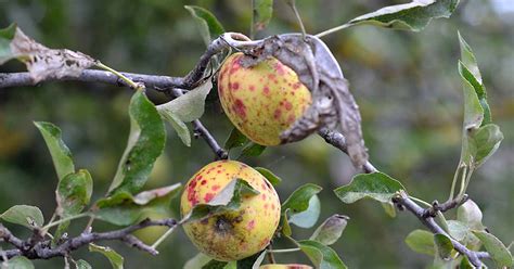 How To Identify And Treat Common Apple Diseases