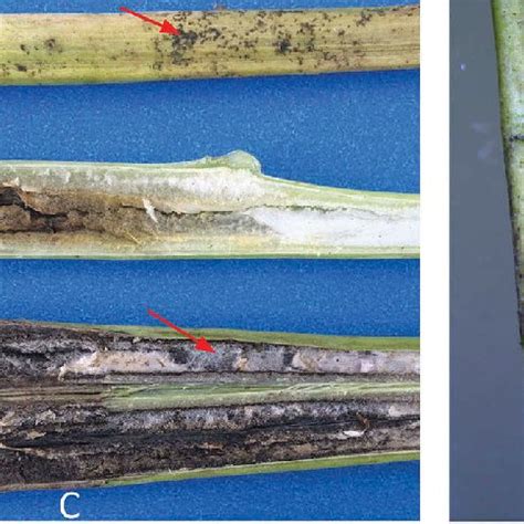 PDF First Report Of Verticillium Dahliae Kleb Causing Wilt Symptoms