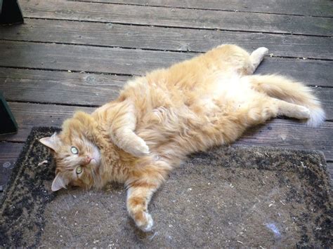 Lost Cat: Big, fluffy orange tabby | Albany, CA Patch