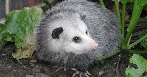 Virginia Opossum, a yard's ideal visitor - Welcome Wildlife