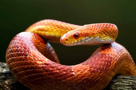 6 Cheapest Snakes to Keep as Pets - A-Z Animals 