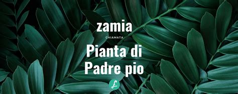 Pianta Di Padre Pio Tutto Sulla Zamia E Le Sue Caratteristiche