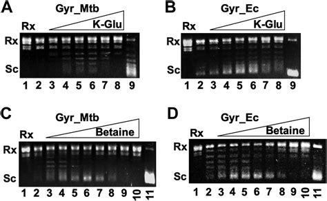 Macromolecular Crowding Potently Stimulates DNA Supercoiling Activity