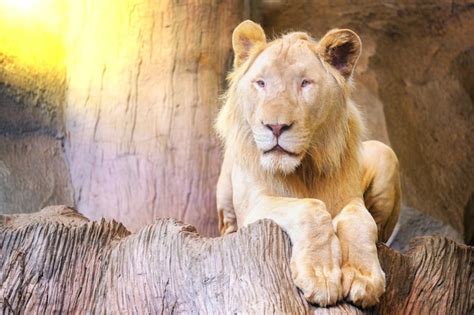 Premium Photo A Lion On A Rocky Cliff With Morning Sun