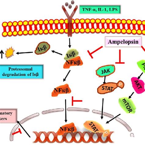 Anti Inflammatory Mechanisms Governed By Ampelopsin It Mainly