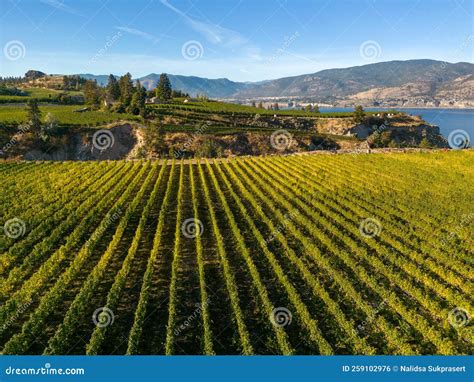 Naramata Bench Winery Vineyard Penticton Okanagan Valley Stock Photo