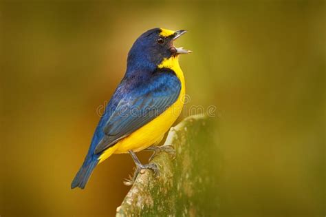 Yellow Throated Euphonia Euphonia Hirundinacea Blue And Yellow Exotic
