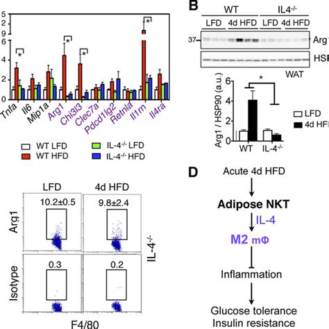 Fig S The Effect Of D Hfd Feeding On Adipose Resident Immune Cells