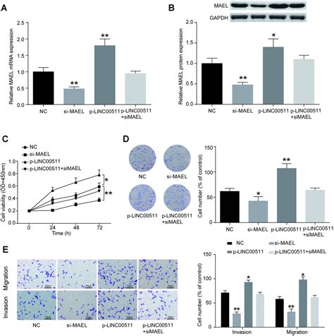 Long Intergenic Non Protein Coding Rna Promotes The Progression Of