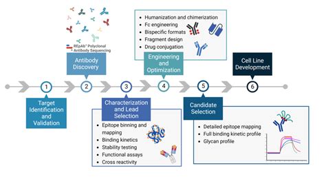 Therapeutic Antibody Discovery: From Target to Candidate