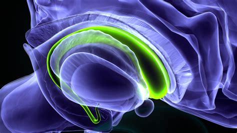 Corpus Callosum Balken Anatomie Und Klinik Medi Karriere