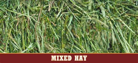 Mixed Hay Stampede Premium Forage Consistently Consistent