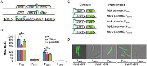 Expression Of FabB FabF1 And FabF2 In S Oneidensis A Organization