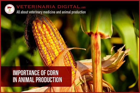 importance  corn  animal production