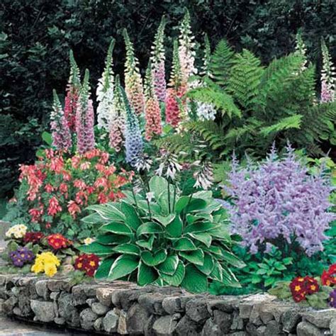 Shade Plants Garden Ideas Photograph | Shade Perennial Flowe