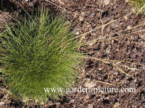 Picture and description of Festuca gautieri