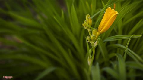 Lilies Of The Field Matthew 6 27 30 New International Vers Flickr